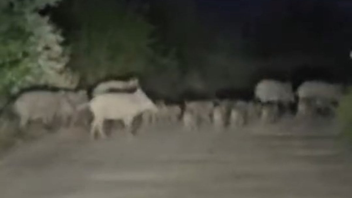 elazigda-domuz-surusu-yola-indi-9YPYkRg8.jpg